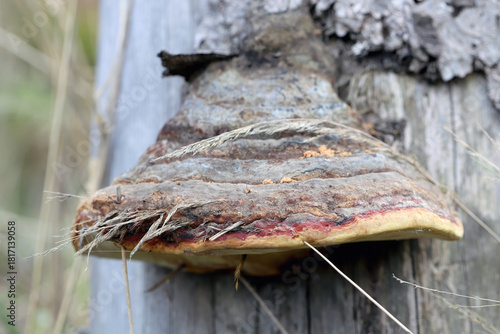 Fomitopsis pinicola, is a stem-decay fungus. Its conk (fruit body) is known as the red-belted conk or red-belted bracket.