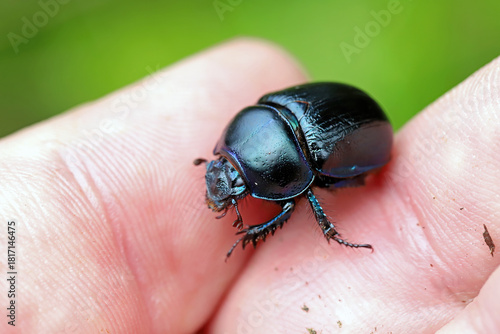 Dor beetle, Anoplotrupes stercorosus of dung beetle family Geotrupidae. An adult insect on a hand.