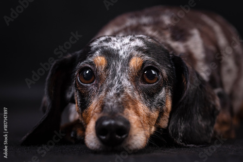 The sweet  dachshund dog portrait