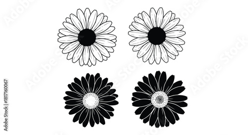 Black and white daisy flower illustrations in a simple graphic design