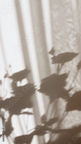 Eustoma flowers stand in a vase. Transparent soft light and shadow from leaves of the eustoma on wall. Wind blows through the open window in the room. Waving white tulle near the window. 4k