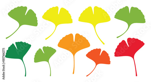 Colorful ginkgo biloba leaves arranged in a vibrant spectrum display