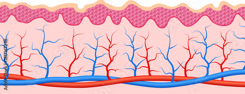 A close up of a red and blue vein
