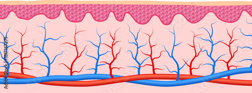 A close up of a red and blue vein