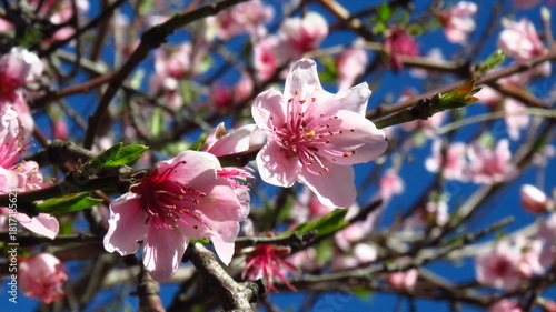 Flores durazno 
