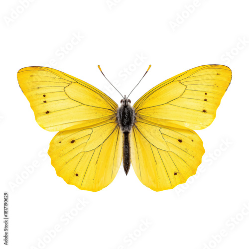 Bright Yellow Butterfly With Open Wings Resting on a Surface in Natural Light