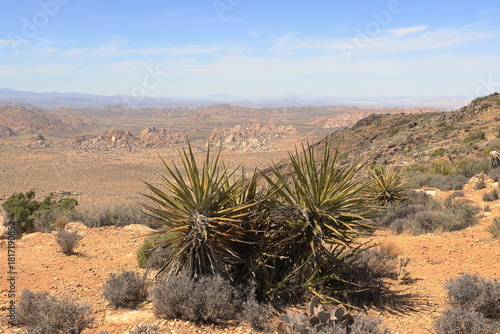 Mojave Yucca at Ryan Mountain, Joshua Tree National Park, California