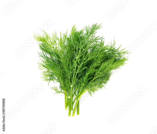 Fresh raw dill bunch isolated on white background.