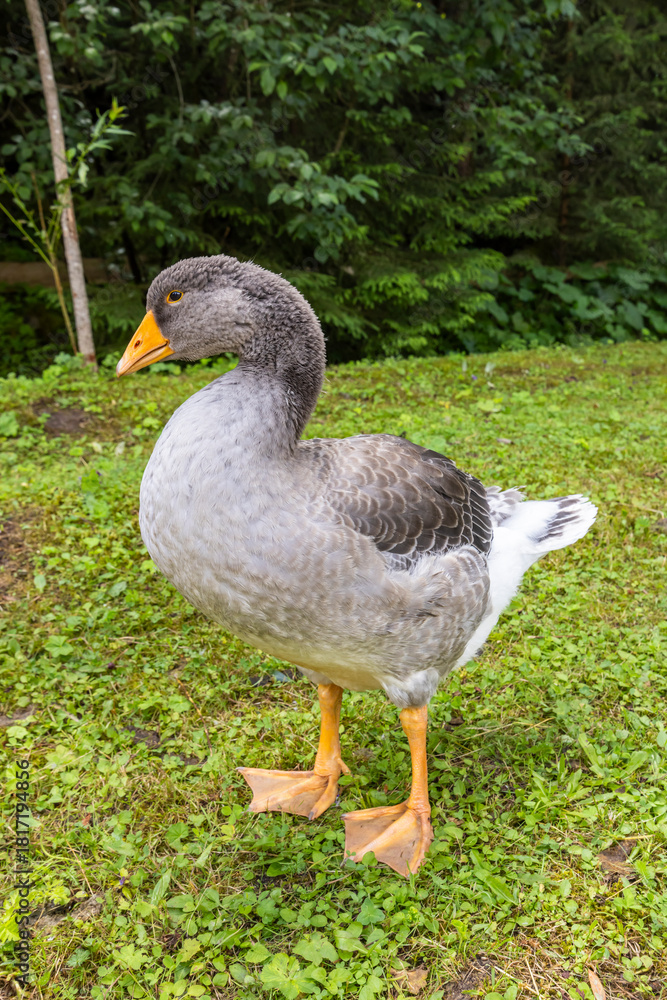Obraz premium Domestic goose standing on green grass, rural Slovakia