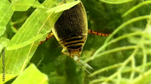 Aquatic Beetle, adult male (Graphoderus perplexus) underwater, eating the tail end of a captured mayfly nymph, macro close-up. 