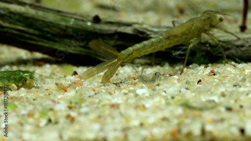 Damselfly nymph (Enallagma sp.) underwater, slowly crawling away and out of focus, macro close-up. 