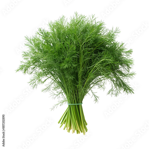 Fresh Bunch of Dill Herb Tied Together for Culinary Use