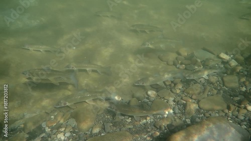Rocky Mountain Whitefish (Prosopium williamsoni) underwater in a river, hand-held static shot of the school. 