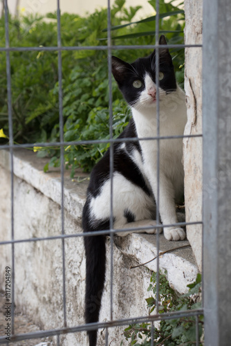 A black and white cat, behind a mesh fence, in a yard, staring intently and curiously.
