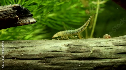Aquatic Beetle larva (Rhantus sp.) underwater, on the hunt and crawling along some dead wood, macro close-up. 