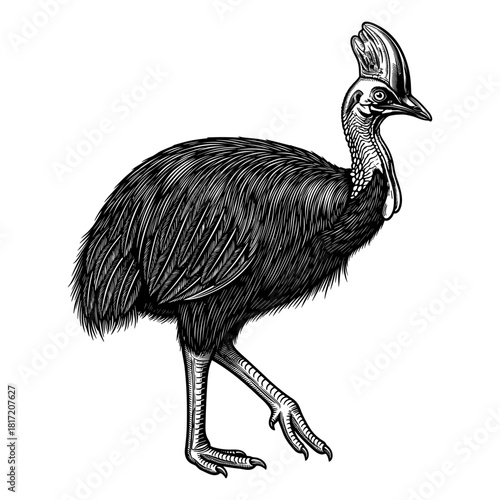 Cassowary in vintage line art style