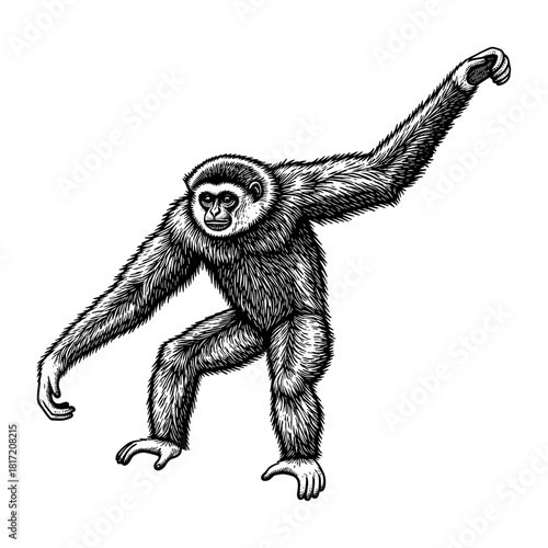 Gibbon in motion against white background