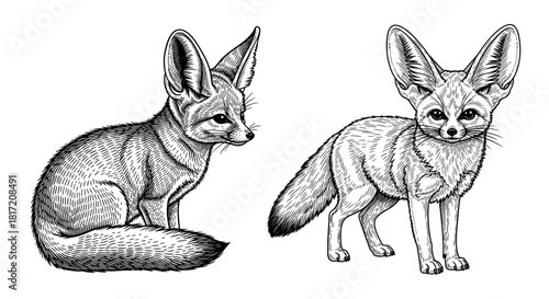 Fennec fox line art with large ears in sitting and standing