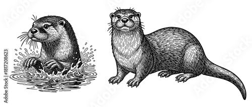 Otter in water and on land detailed line art
