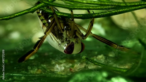 Backswimmer adult (Notonecta sp.) underwater, resting in some aquatic vegetation, extreme macro close-up. 