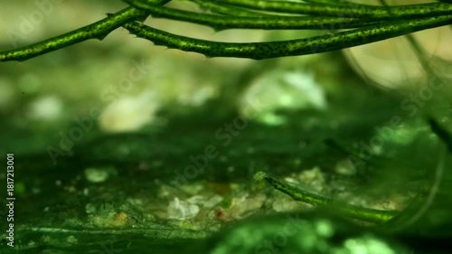 Backswimmer adult (Notonecta sp.) underwater, briefly resting in some aquatic vegetation before swimming away, extreme macro close-up. 
