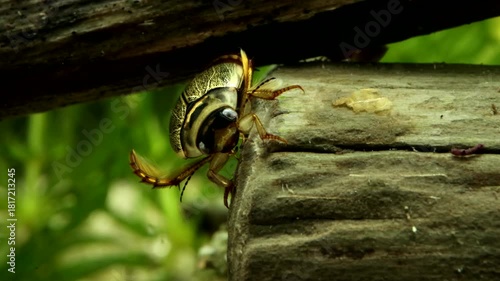 Aquatic Beetle (Rhantus sericans) underwater, resting on some dead wood and shifting position, face-on view, macro close-up. 