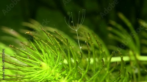 Hydra (Hydrozoa) underwater, attached to aquatic vegetation, delicate tentacles slowly moving with the current, macro close-up. 
