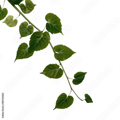Lush Green Ivy Vine With Heart-Shaped Leaves Displayed on a White Background