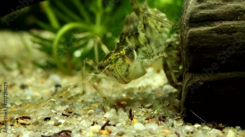 Dragonfly nymph (Libellula sp.) early instar, underwater, moving mouthparts and breathing, face-on front view, extreme macro close-up. 