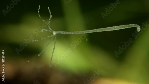 Hydra (Hydrozoa) underwater, attached to glass, delicate tentacles slowly moving, extreme macro close-up. 