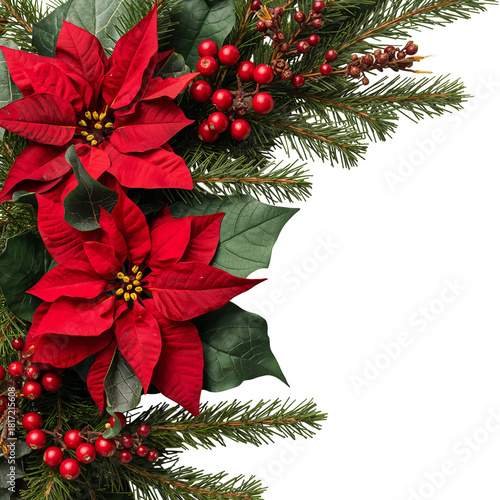 Vibrant Red Poinsettias and Evergreen Branches Create a Festive Holiday Decor
