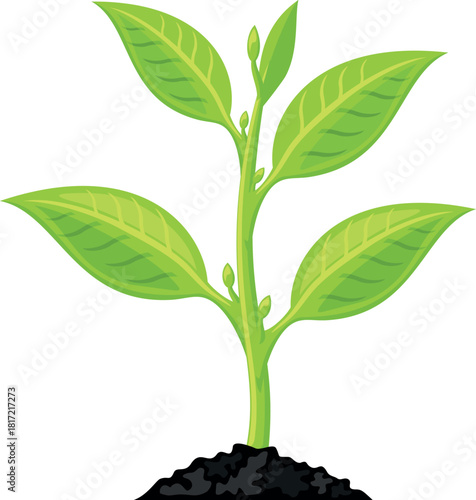 A green plant with a stem and leaves is growing in the dirt