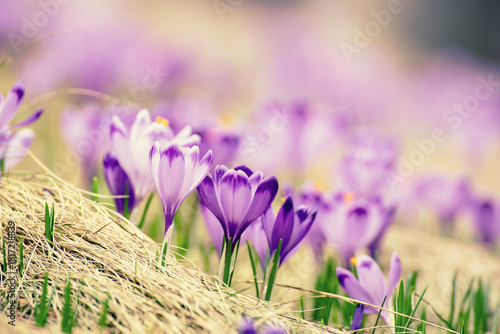 Spring crocus flowers in the grass, Easter seasonal background