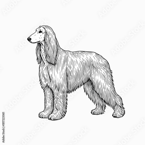 Elegant black and white line art illustration of an Afghan Hound in a standing profile pose, highlighting its distinctive long, flowing coat.