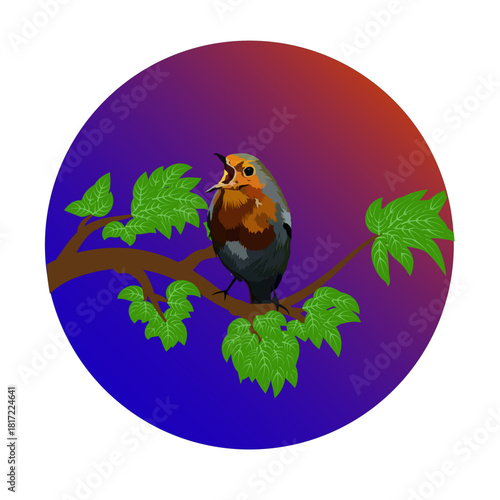 European Robin Bird Graphic