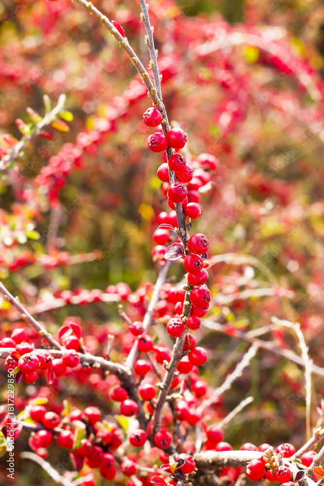 Fototapeta premium Natural, red berry branches in the forest, autumn season