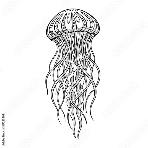 Detailed black and white line art illustration of a jellyfish with intricate patterns and long tentacles.
