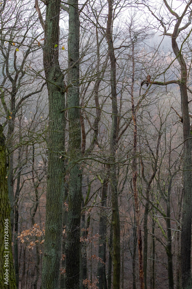 Obraz premium trees in the forest