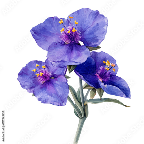 Stylized watercolor Spiderwort vector, modern artistic illustration with high-quality details on a pure white background.