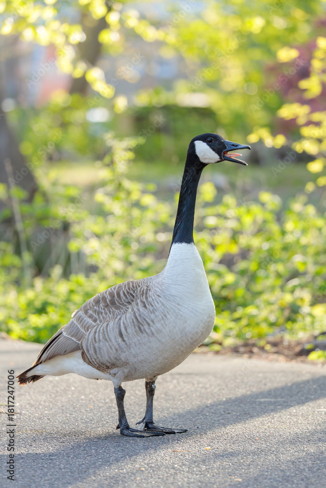 Fototapeta premium A Canada goose (Branta canadensis) standing on a sunlit path surrounded by fresh green foliage. The soft spring light and natural bokeh convey calmness, urban wildlife charm