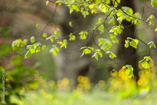 Tender beech leaves (Fagus sylvatica) unfold under soft spring light. The vivid green tones and blurred floral background symbolize renewal, warmth, and the gentle beauty of awakening nature