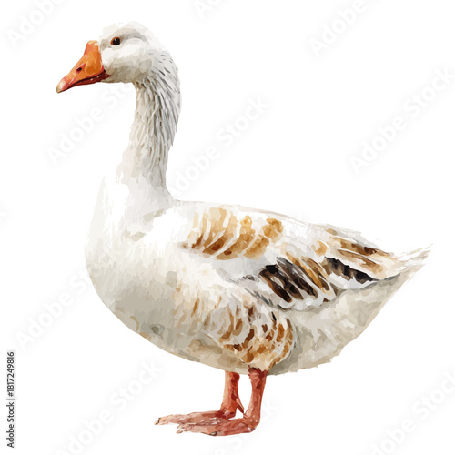 Goose watercolor drawing vector, premium quality illustration on a clean white background.
