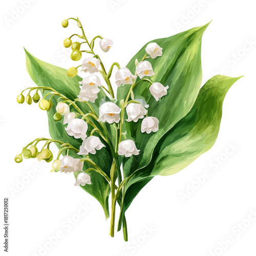 Lily Of The Valley Bouquet watercolor drawing vector, premium quality illustration on a clean white background.