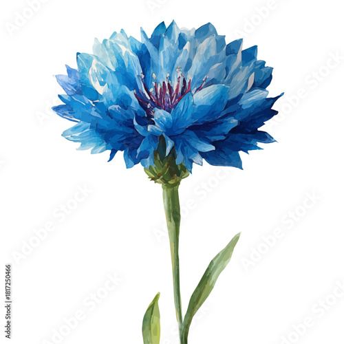 Cornflower watercolor drawing vector, premium quality illustration on a clean white background.
