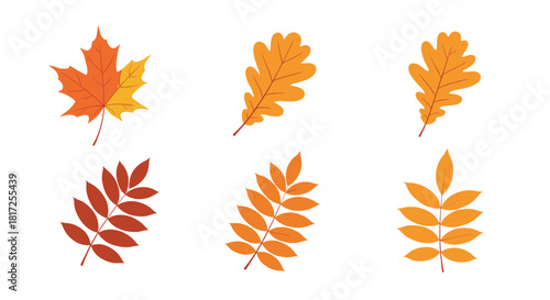 A beautiful collection of six autumn leaves including maple oak and rowan are illustrated in warm shades of orange yellow and brown.
