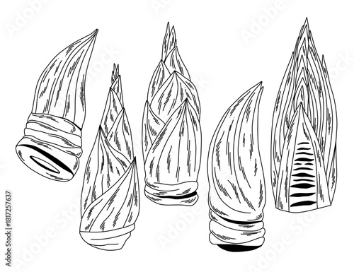 Black and white set of raw edible bamboo shoots on white, outline illustration of vegetables