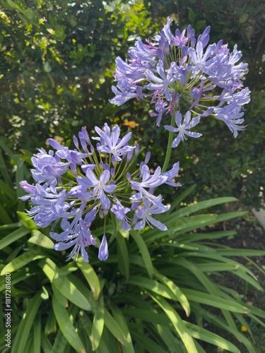 Lavender Agapanthus Blossoms in Sunlight