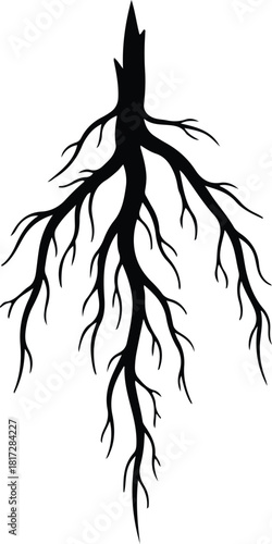 Canvastavla Illustration tree roots silhouette isolated on white background silhouette vecto