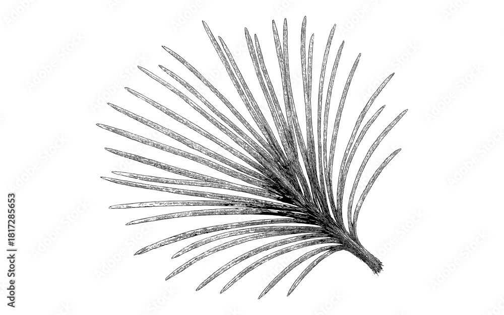 Obraz premium Hand-drawn detailed tropical palm leaf in black ink