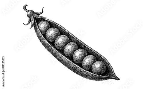 Vintage engraving of pea pod with seeds in black and white stippling style
